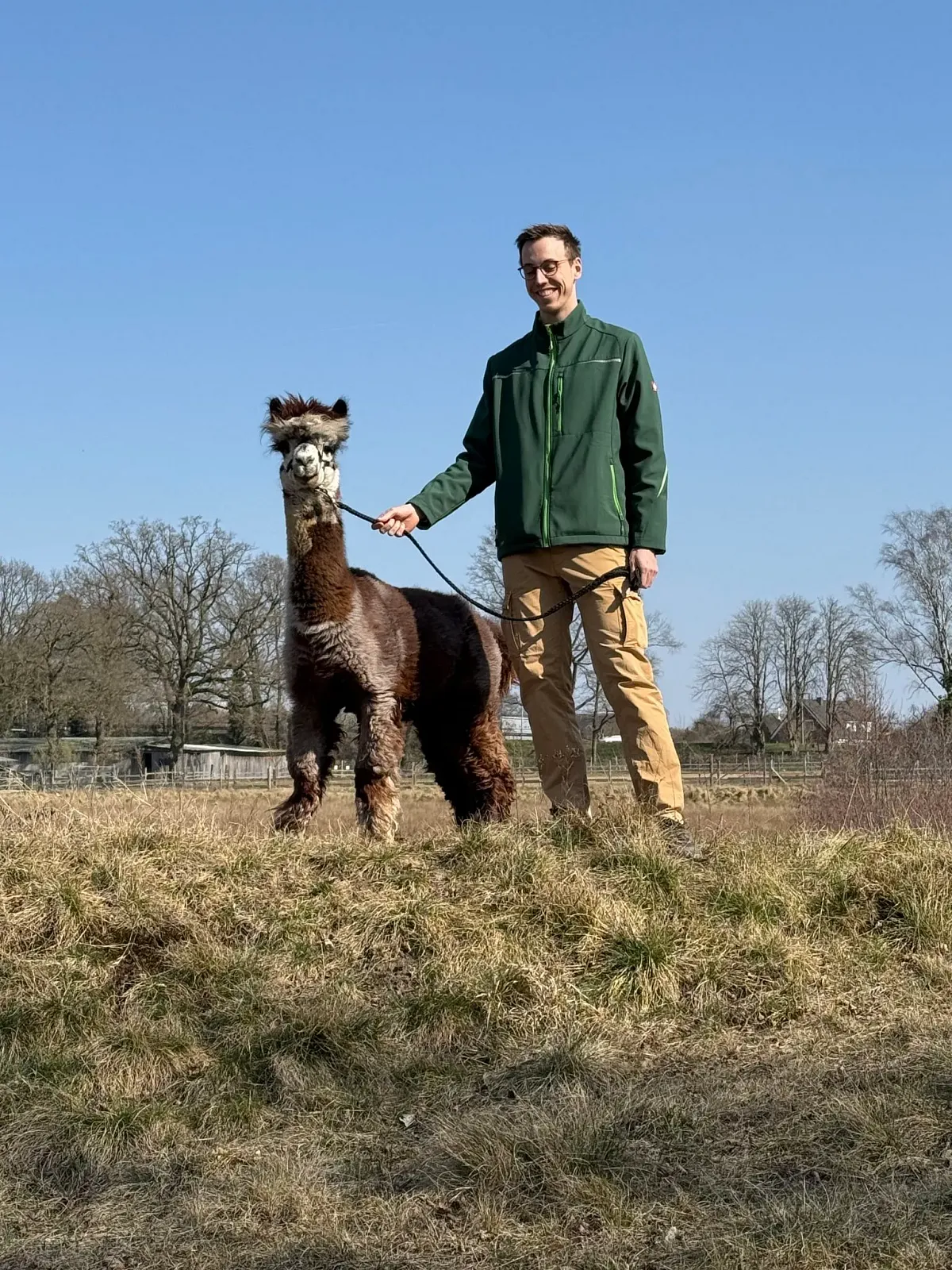 Alpaka Kurzstrecken Spaziergang (Bild 3)