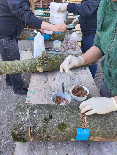 Einführung in die Speisepilzzucht auf Baumstämmen (Outdoor) (Thumbnail 2)