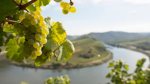 Weintasting: RIESLING – KÖNIG DER WEISSWEINE im Weinlager Bremerhaven