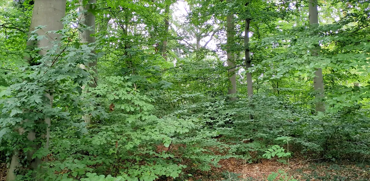 Waldbaden auf besondere Art (Bild 3)