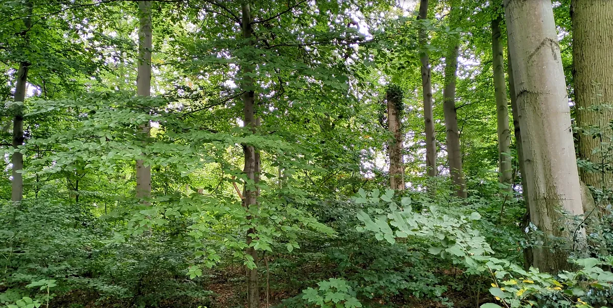 Waldbaden auf besondere Art (Bild 2)