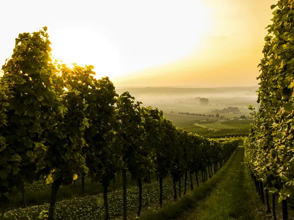 Weintasting: Cab around the World Weinlager Eltville