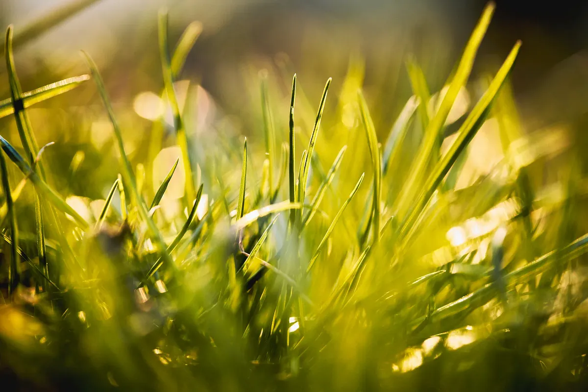 Haiku & ICM Fotografie – Kreative Wege zur abstrakten Bildgestaltung (Bild 4)