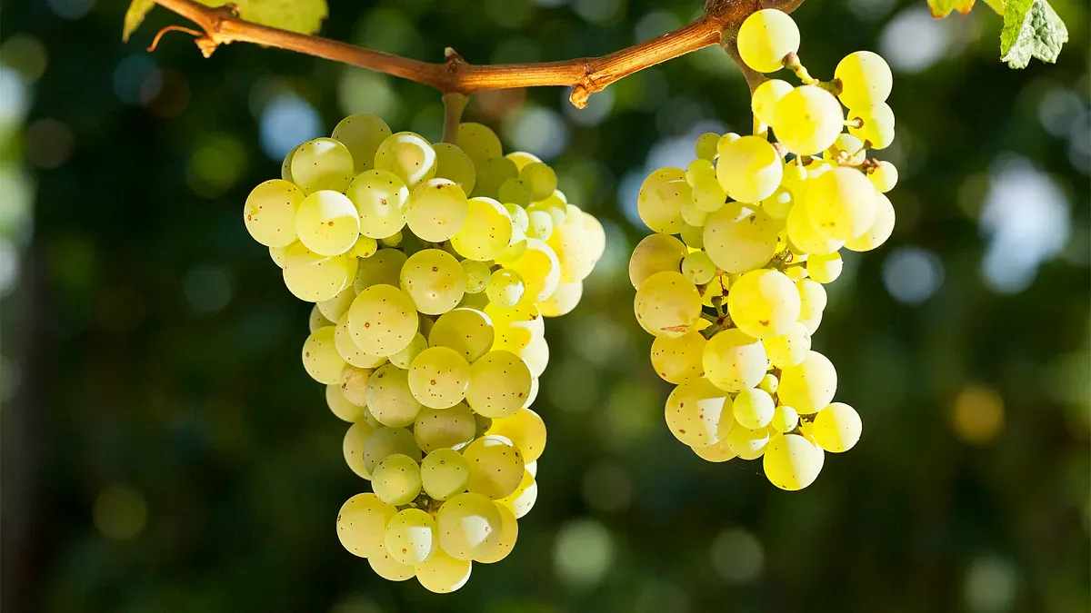 Weintasting: Rebsortenvielfalt in Rot im Weinlager Hannover