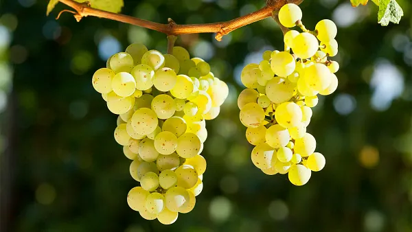 Weintasting: Rebsortenvielfalt in Rot im Weinlager Hannover