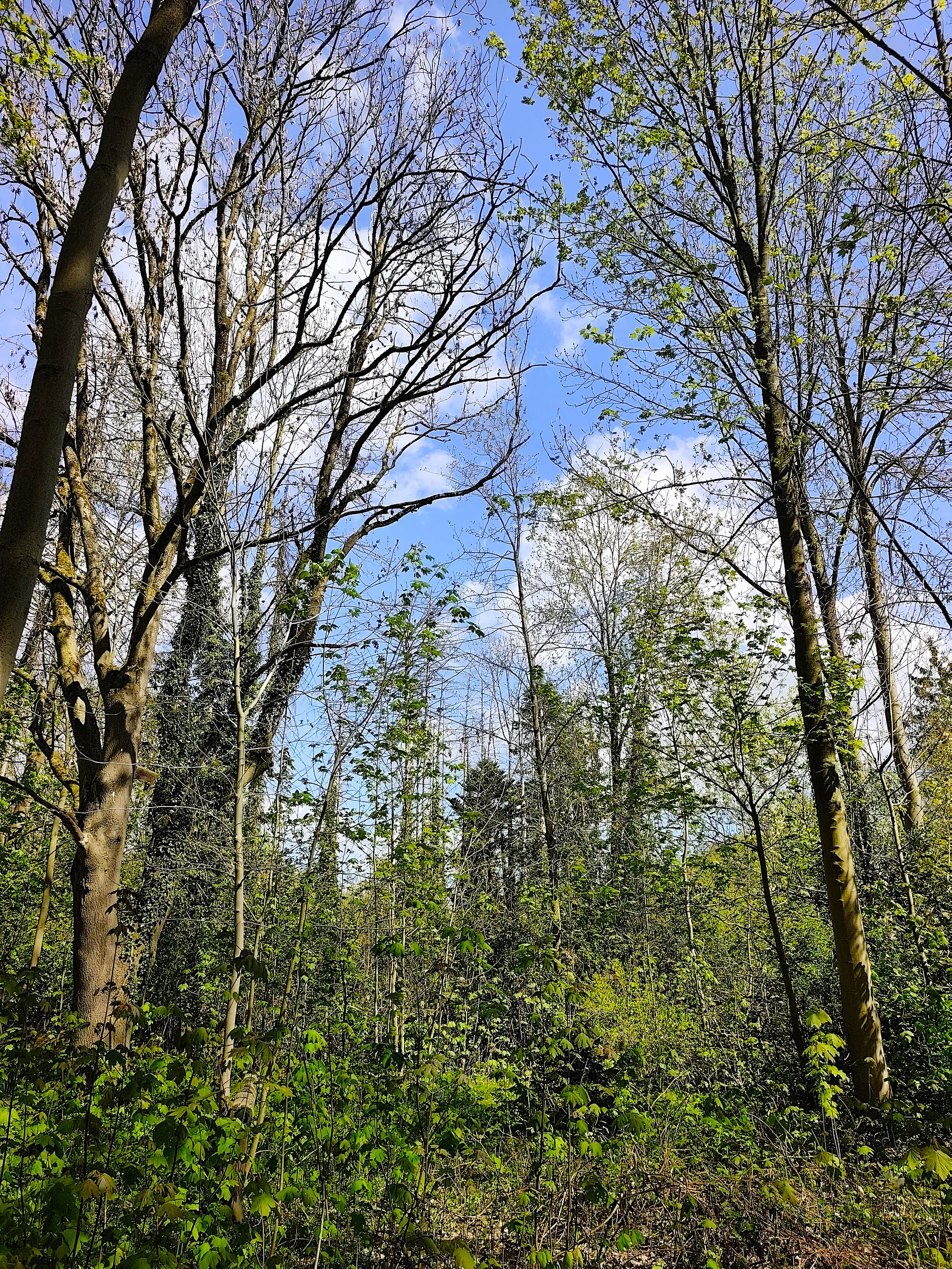 Frauenkreis im Wald (Thumbnail 1)