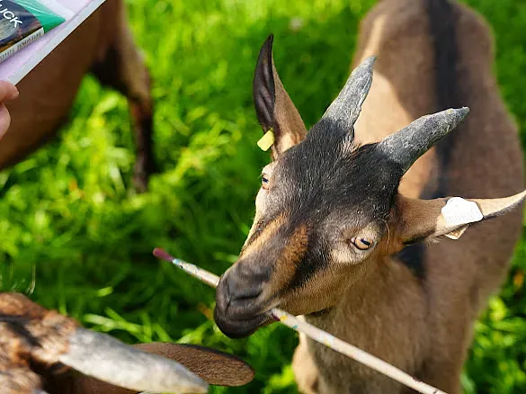 Goat and Paint (Bild 8)
