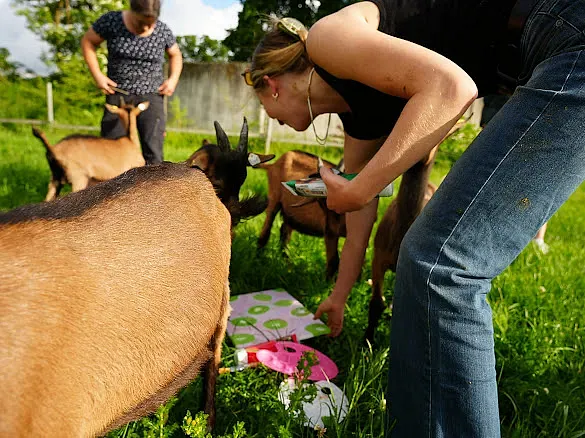 Goat and Paint (Bild 3)