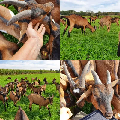 Goat and Paint (Thumbnail 1)