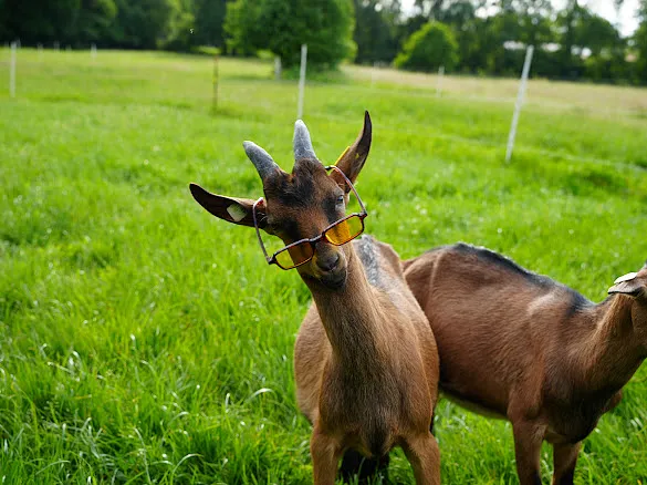 Goat and Paint (Thumbnail 5)
