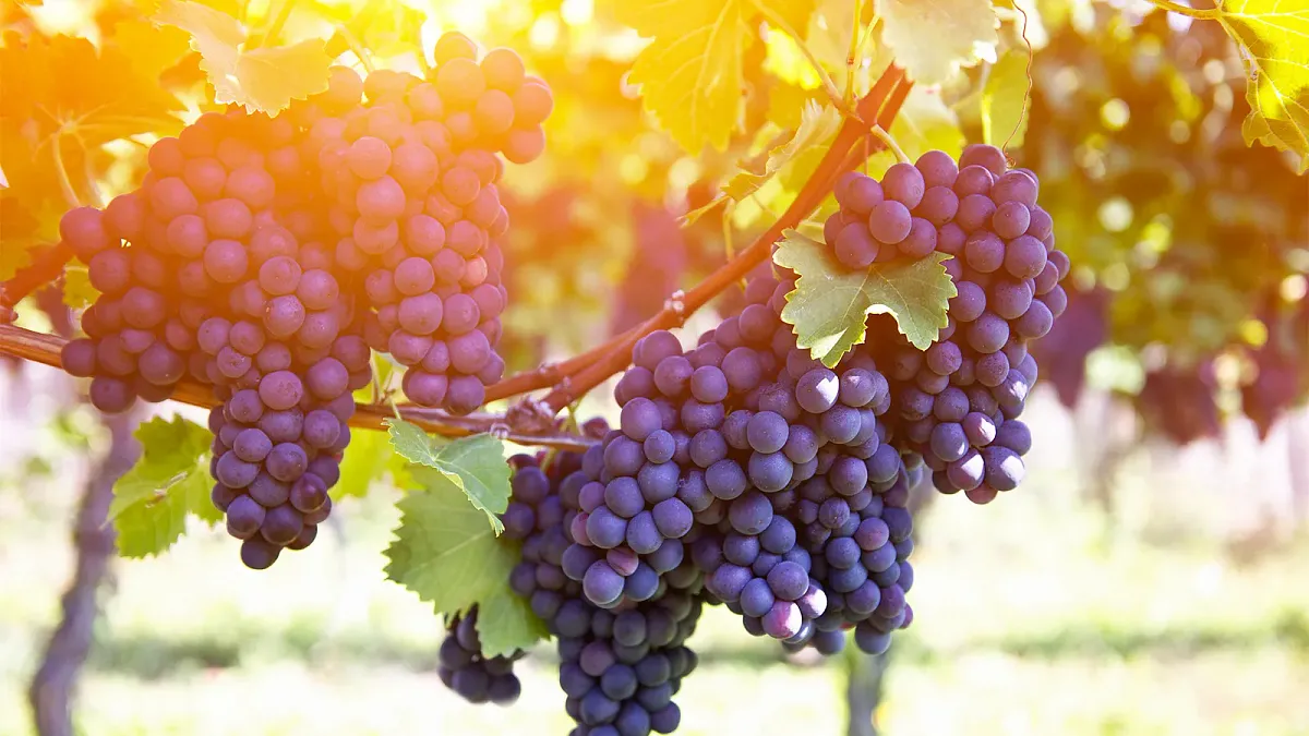 Weintasting: Rote Rebsorten im Länderduell