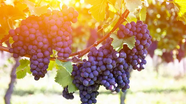 Weintasting: Rote Rebsorten im Länderduell
