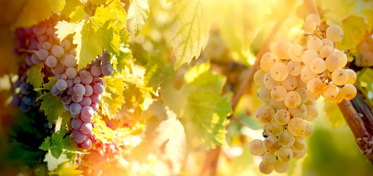 Weintasting: Rebsortenvielfalt in Rot im Weinlager Buxtehude