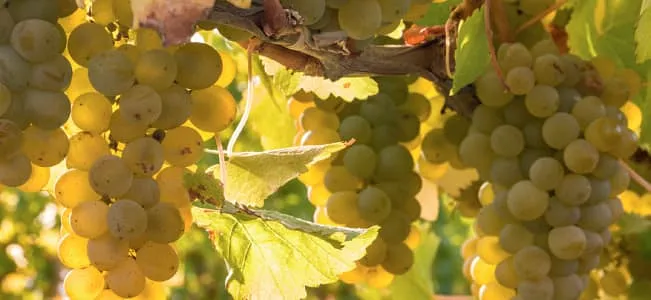 Chardonnay - Die wandlungsfähige Rebsorte