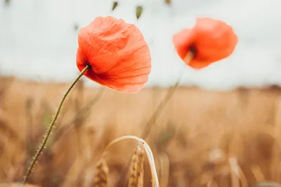 Haiku & ICM Fotografie – Kreative Wege zur abstrakten Bildgestaltung (Thumbnail 4)