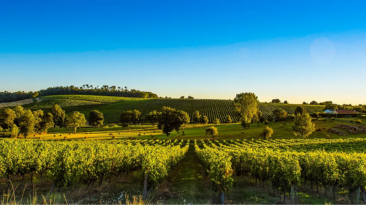 Weintasting: Frankreich Rundreise  im Weinlager Zeven