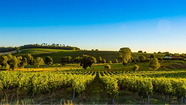 Weintasting: Frankreich Rundreise im Weinlager Zeven