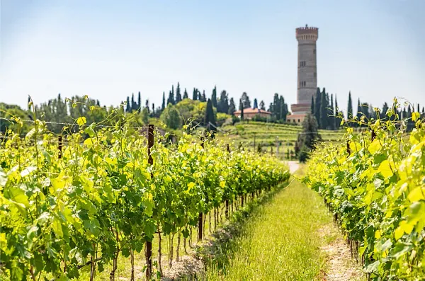 Weintasting Lugana Revue im Weinlager Schwachhausen