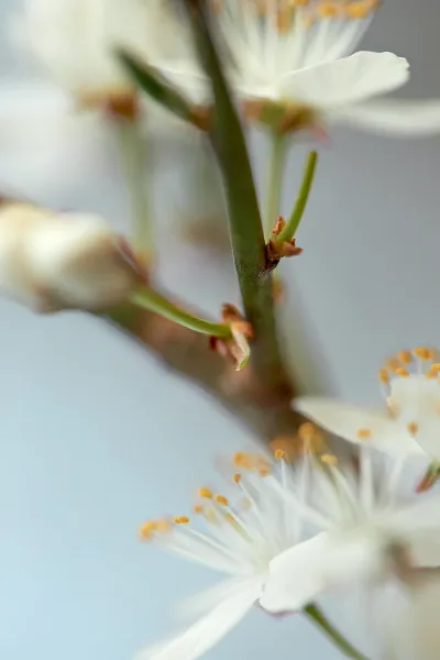 Haiku & ICM Fotografie – Kreative Wege zur abstrakten Bildgestaltung (Thumbnail 1)