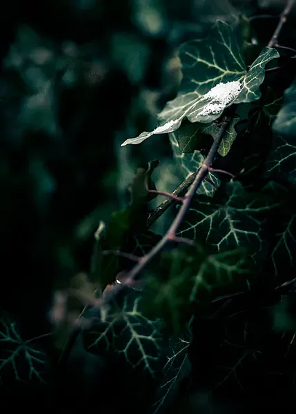 Haiku & ICM Fotografie – Kreative Wege zur abstrakten Bildgestaltung (Bild 7)