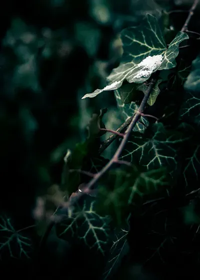 Haiku & ICM Fotografie – Kreative Wege zur abstrakten Bildgestaltung (Thumbnail 6)