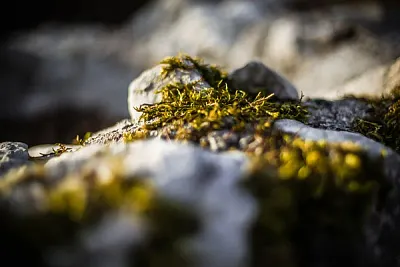 Haiku & ICM Fotografie – Kreative Wege zur abstrakten Bildgestaltung (Thumbnail 5)