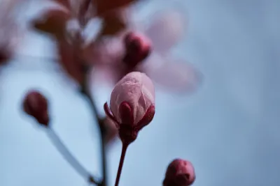 Haiku & ICM Fotografie – Kreative Wege zur abstrakten Bildgestaltung (Thumbnail 2)